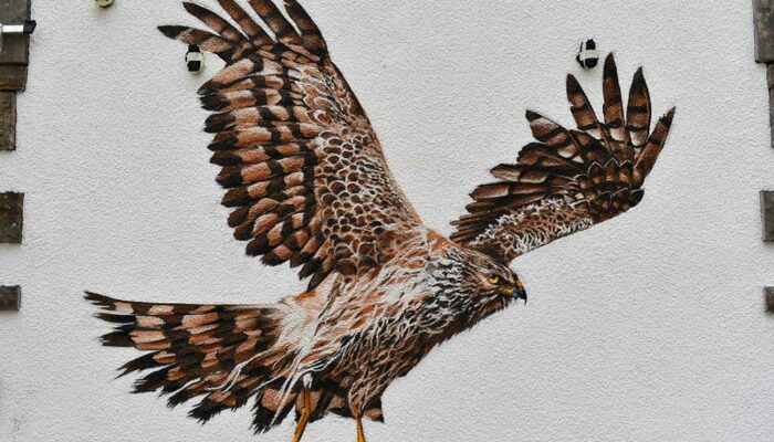 Hen Harrier mural